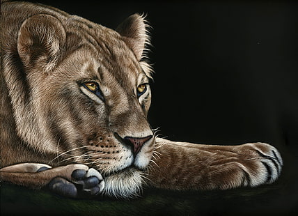 外観、顔、捕食者、足、雌ライオン、黒の背景、 HDデスクトップの壁紙 HD wallpaper