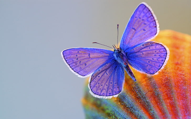 papillon bleu commun, papillon, ailes, insecte, Fond d'écran HD