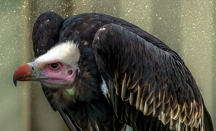 vulture, HD wallpaper