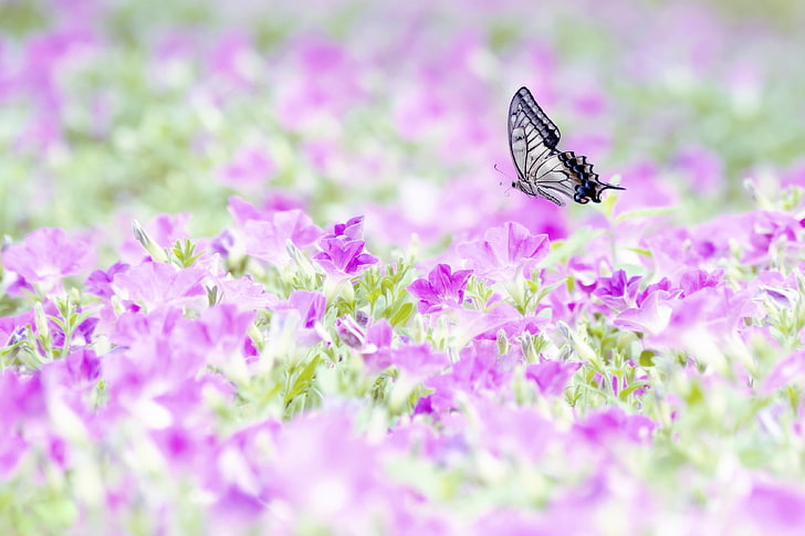 purple morning glory flower field, flight, butterfly, wings, field of flowers, HD wallpaper