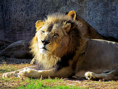 Лъв, лежащ на тревно поле, asheboro, nc, asheboro, nc, Male, Lion, NC Zoo, Asheboro NC, трева, поле, бозайник, лъв - Котешки, дива природа, Африка, месоядно животно, сафари Дивата природа, грива, природа, котешка, савана, голяма котка, кения, лъвица, голяма, HD тапет HD wallpaper