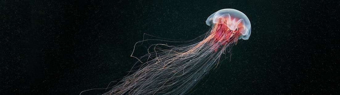  jellyfish, ultrawide, HD wallpaper HD wallpaper