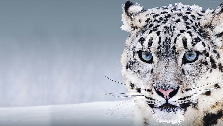 China, Snow Leopard, snow, blue eyes, HD wallpaper