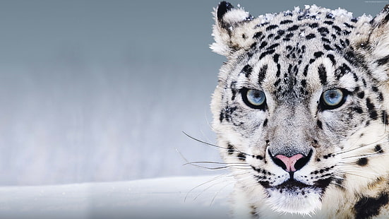 China, Snow Leopard, snow, blue eyes, HD wallpaper HD wallpaper