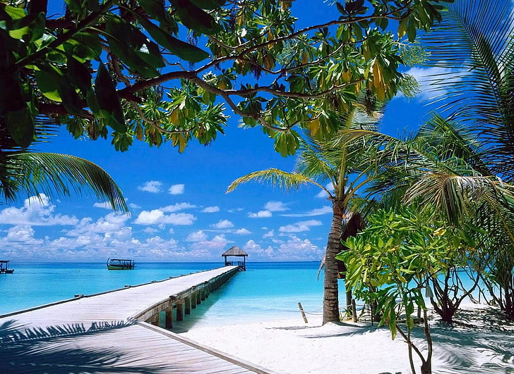 pohon kelapa hijau, alam, lanskap, pantai, musim panas, pasir, tropis, perahu, laut, Wallpaper HD