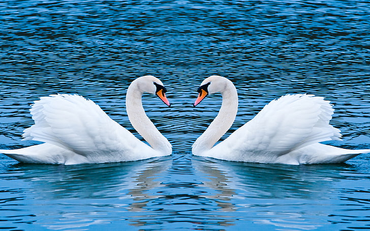 Swan Love, Love, Swan, HD wallpaper