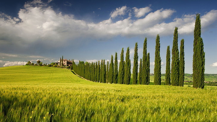 campania, cypress, fields, green, house, italy, landscapes, nature, sky, spring, tree, HD wallpaper