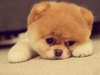 cachorro Pomerania marrón, Boo, mascota, Fondo de pantalla HD HD wallpaper