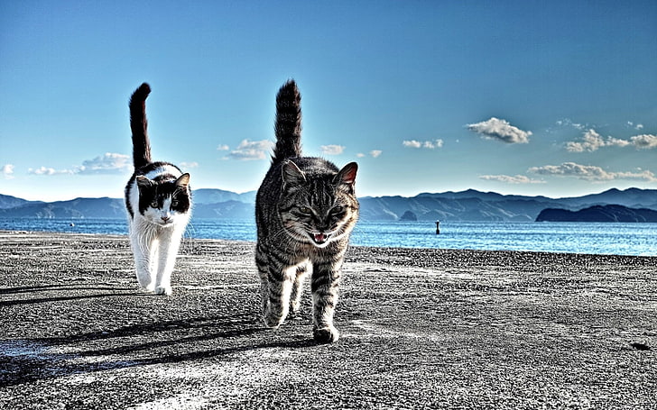 two tuxedo and brown tabby cats, MOUNTAINS, HORIZON, The SKY, SAND, TAIL, CLOUDS, SHORE, DAL, PEBBLES, CATS, HD wallpaper