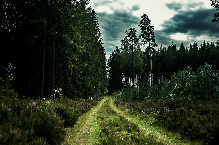 green grass trail, forest, road, nature, trees, landscape, HD wallpaper
