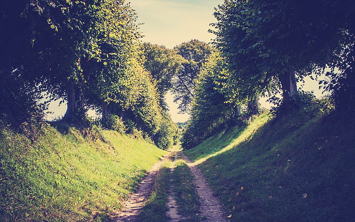 path, trees, HD wallpaper