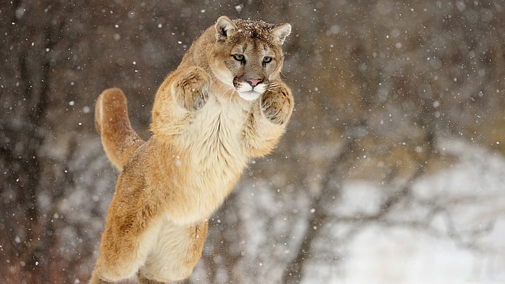 yellow cougar, puma, snow, jump, winter, HD wallpaper