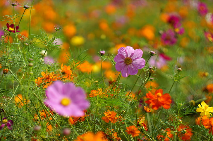 purple-and-red petaled flower field on focus photo, Color Palette, purple, red, flower, field, focus, photo, Cosmos, Super, Takumar, F1.4, M42, nature, summer, meadow, plant, yellow, outdoors, grass, HD wallpaper