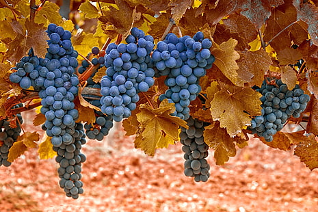 buah blueberry, anggur, musim gugur, daun, beri, Wallpaper HD HD wallpaper