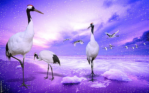 Red-crowned Cranes, flight of cranes, lovely, purple, cranes, red-crowned, animals, HD wallpaper HD wallpaper