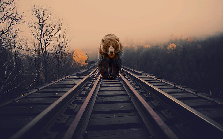brown bear wallpaper, bears, nature, animals, photo manipulation, railway, HD wallpaper
