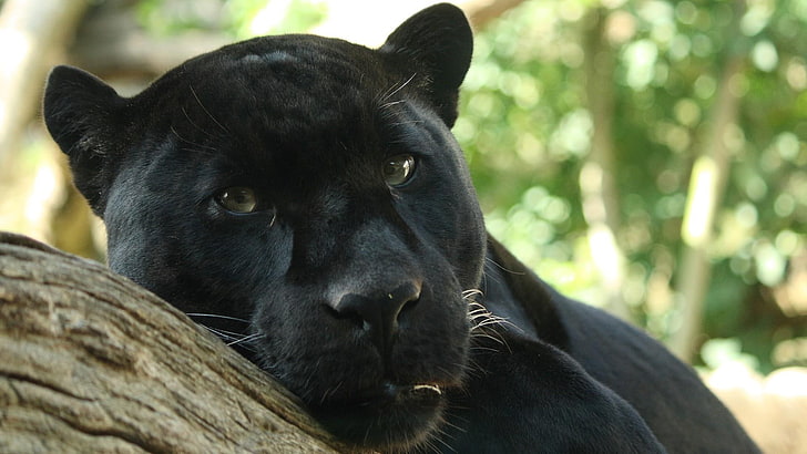 pantera, gato, negro, grande, animal, leopardo, jaguar, animales, Fondo de pantalla HD