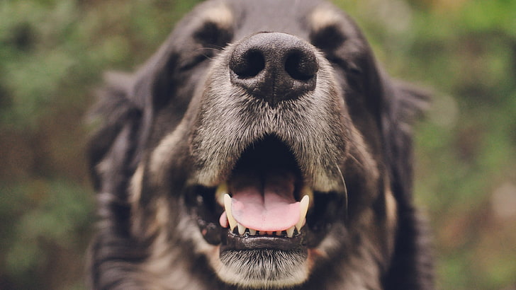 foto de cara de perro muy feliz, Fondo de pantalla HD