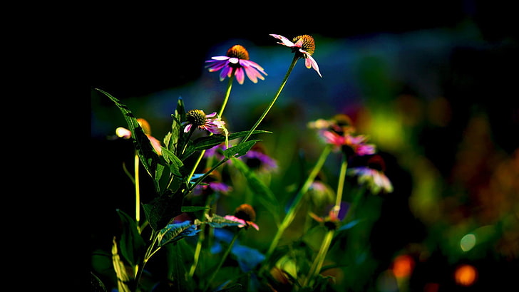 purpurrote Blumen, Blumen, rosa Blumen, Blumenblätter, dunkler Hintergrund, HD-Hintergrundbild