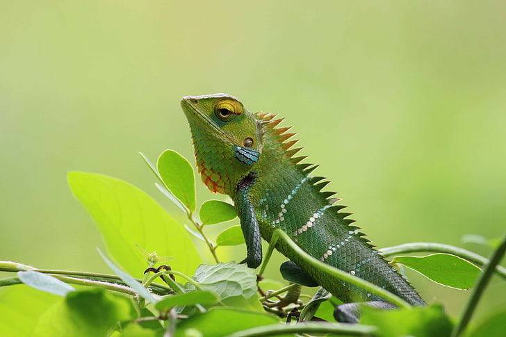 animal, camaleón, de cerca, exótico, verde, hojas, lagarto, al aire libre, selva, reptil, tropical, vida silvestre, fotografía de vida silvestre, Fondo de pantalla HD