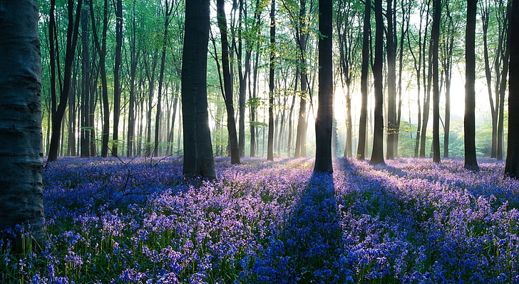 Dawn in Forest, purple petaled flower field, Nature, Forests, Flowers, Trees, Dawn, Forest, Sunlight, HD wallpaper