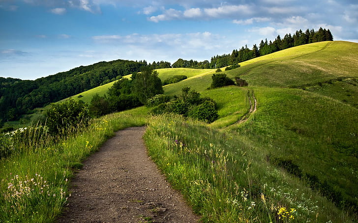 Path Green Fields, field of green grass, green, path, fields, HD wallpaper