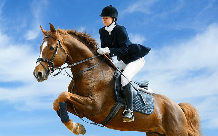 Sport, Springreiten, Reiten, Pferd, Frau, HD-Hintergrundbild