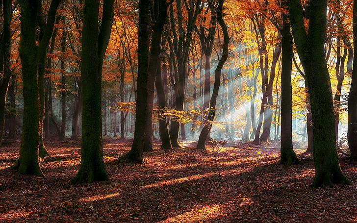 아침 가을 태양 광선 숲 낙엽 나무 노란색과 붉은 잎 풍경 자연 Hd 벽지 데스크탑 노트북 태블릿 휴대 전화 3840 × 2400, HD 배경 화면