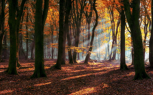 아침 가을 태양 광선 숲 낙엽 나무 노란색과 붉은 잎 풍경 자연 Hd 벽지 데스크탑 노트북 태블릿 휴대 전화 3840 × 2400, HD 배경 화면 HD wallpaper