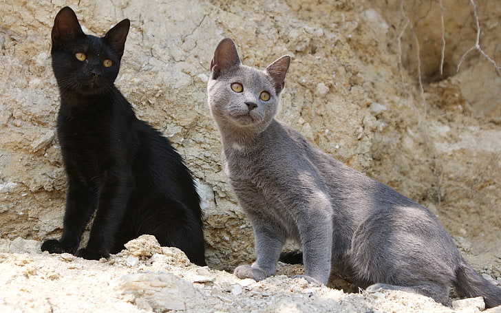 black and gray cats, rock, cats, kittens, sand, HD wallpaper