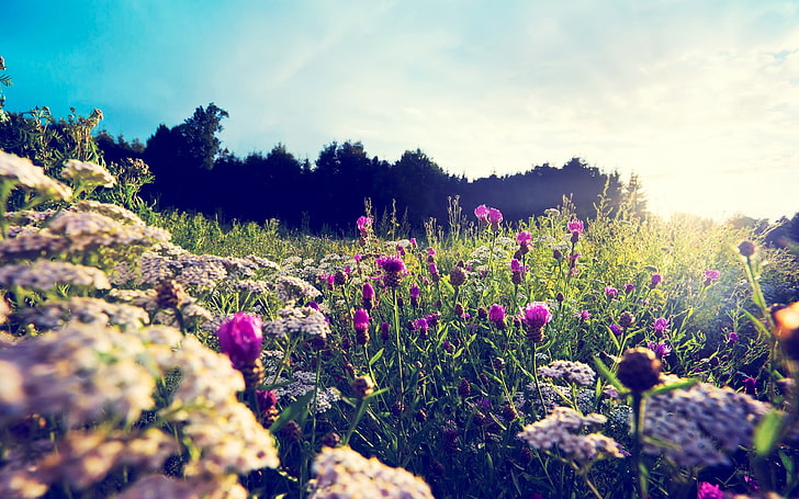 fioletowy kwiat płatków, natura, kwiaty, rośliny, makro, światło słoneczne, osty, Tapety HD