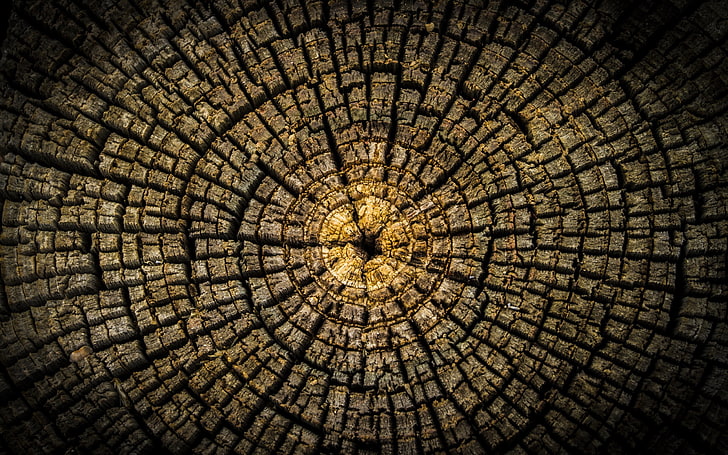 brown wood log, minimalism, circle, symmetry, trees, wood, texture, HD wallpaper