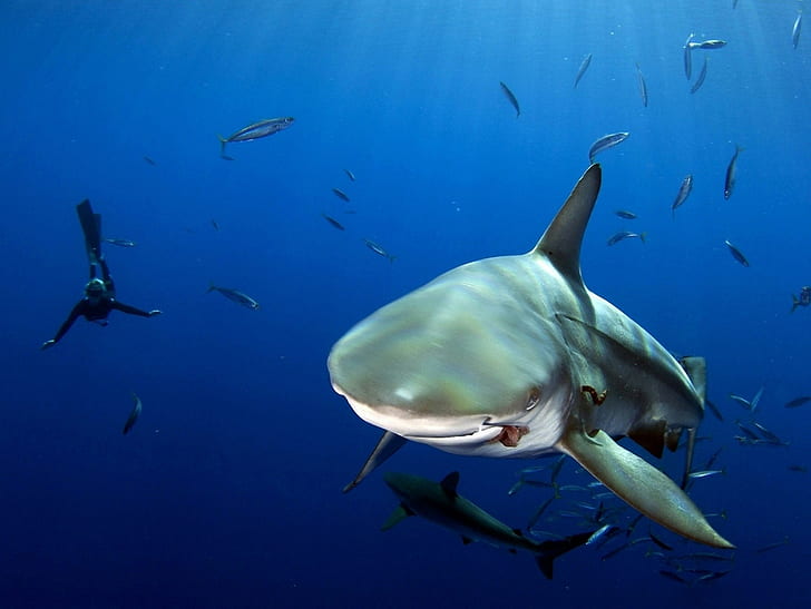 ฉลามใต้น้ำปลาทะเลนักดำน้ำ, วอลล์เปเปอร์ HD