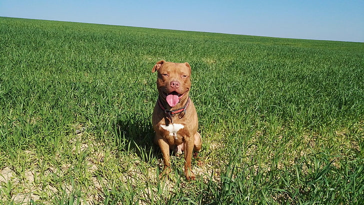 Pitbull, dog, animal, grass, green, rednose, brown, bliss, animals, HD  wallpaper | Wallpaperbetter