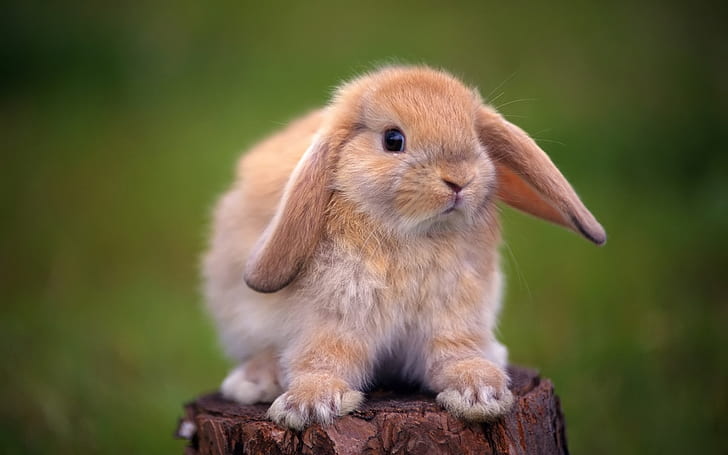 Simpatico coniglio in piedi su un tronco d'albero, carino, coniglio, in piedi, albero, ceppo, Sfondo HD