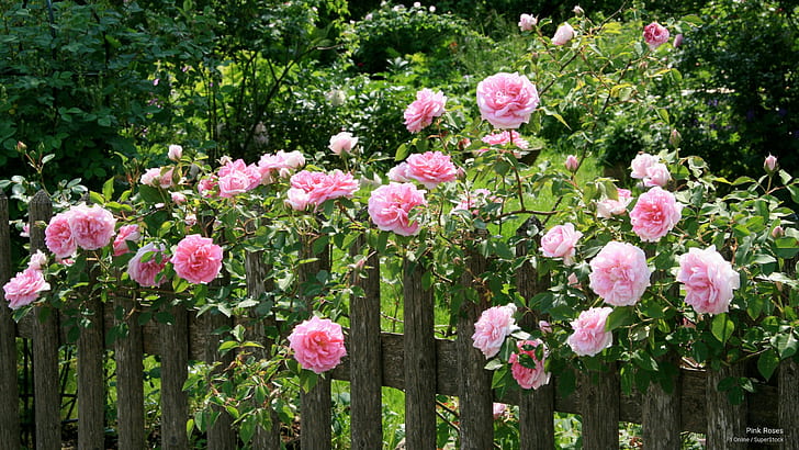 Розови рози, цветя / градини, HD тапет