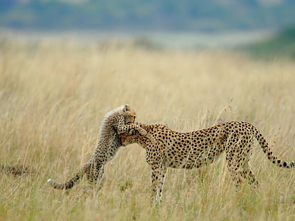 animals, cheetahs, cubs, baby animals, HD wallpaper HD wallpaper