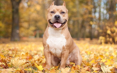 pitbull marrone adulto, cani, foglie, autunno, lingua sporgente, Sfondo HD HD wallpaper