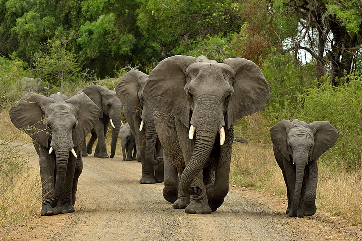 road, elephants, the herd, HD wallpaper