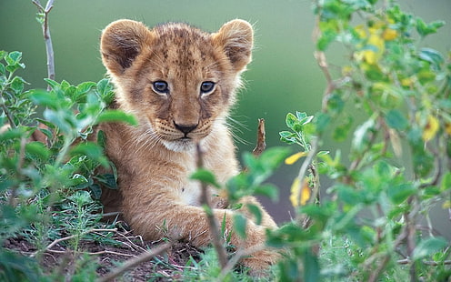 Carino piccolo leone in cespugli verdi, cucciolo di leone, carino, piccolo, leone, verde, cespugli, Sfondo HD HD wallpaper