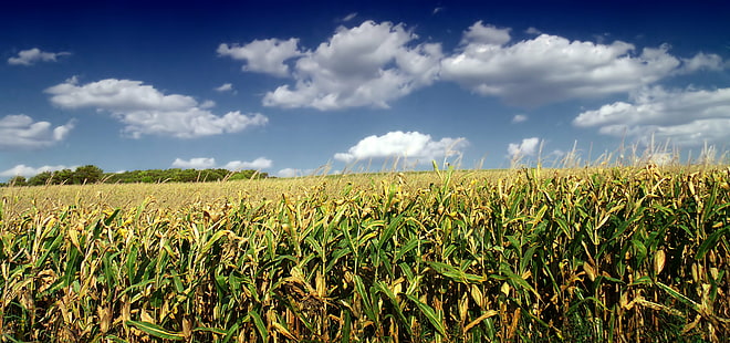 brown and green corn crop field, Late Summer, brown, green corn, crop, field, Pennsylvania, Northampton County, East Allen Township, Lehigh Valley, rural, sky, clouds, cumulus, creative commons, agriculture, nature, rural Scene, farm, blue, outdoors, cloud - Sky, summer, plant, growth, land, corn - Crop, season, HD wallpaper HD wallpaper