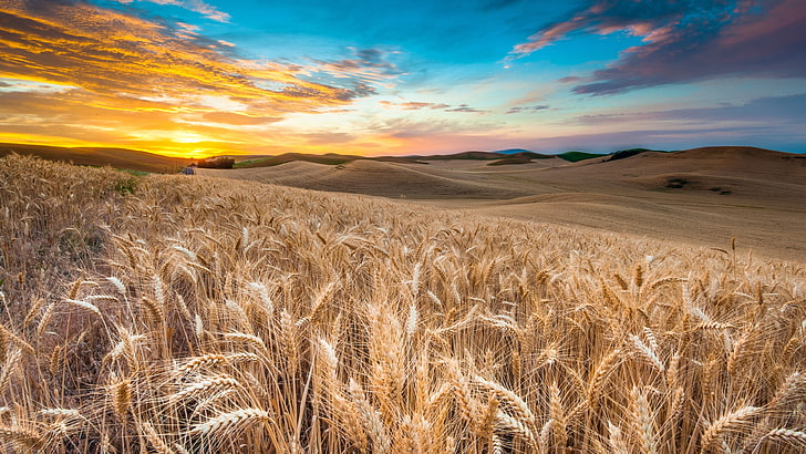 langit, ladang emas, ladang, gandum, tanaman, ekoregion, gandum, gandum, pagi, biji-bijian makanan, Wallpaper HD