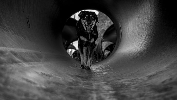 animal, black, black and white, dark, dog, pet, tunnel, HD wallpaper