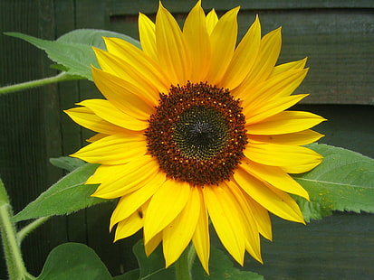 sunflower, sunflower, Sunflower, flowers, yellow, nature, summer, agriculture, plant, flower, petal, HD wallpaper HD wallpaper