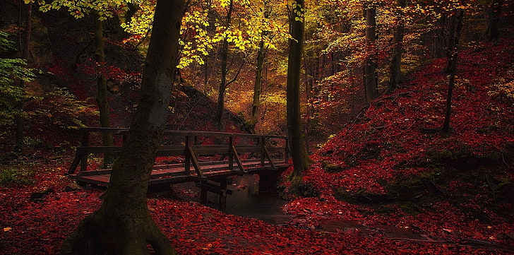 природа, пейзаж, ручьи, мост, дорожка, лес, осень, листья, деревья, красный, желтый, HD обои