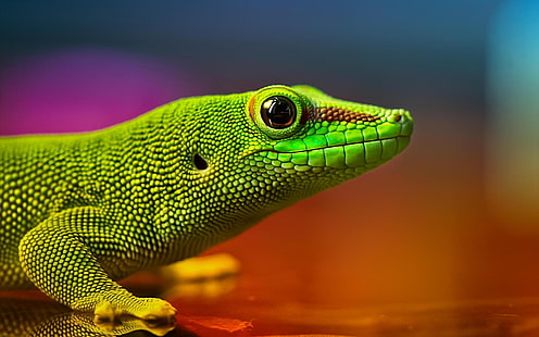 Green Lizard, จิ้งจก, สัตว์เลื้อยคลาน, สีเขียว, วอลล์เปเปอร์ HD HD wallpaper