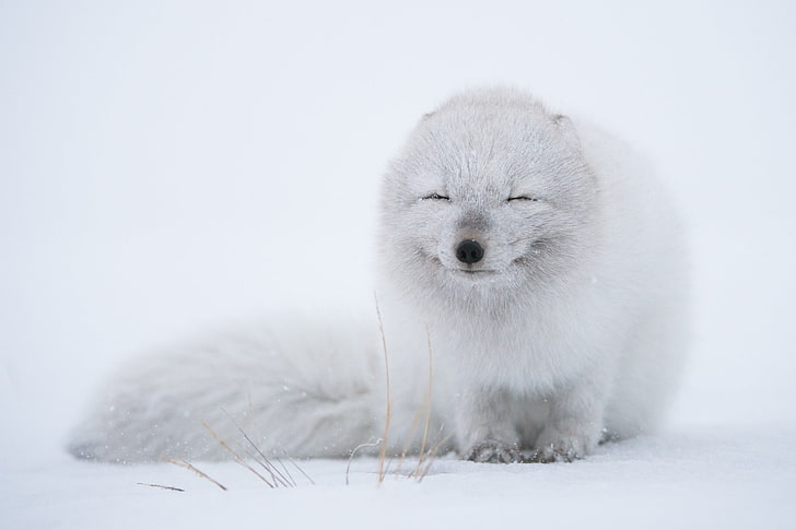 จิ้งจอกขาว, สัตว์ป่า, สัตว์, สุนัขจิ้งจอก, จิ้งจอกอาร์กติก, หิมะ, ขาว, วอลล์เปเปอร์ HD
