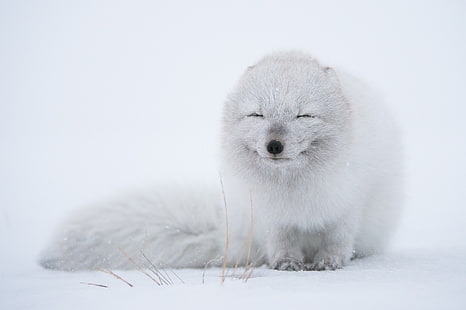 белая лиса, живая природа, животные, лиса, песец, снег, белый, HD обои HD wallpaper