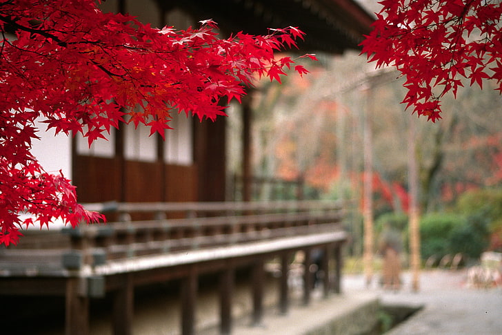 autunno, Giappone, sfocatura, foglie di acero, Sfondo HD