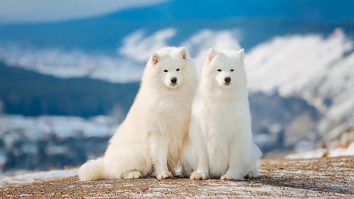 anjing samoyed, jenis anjing, mamalia, anjing, anjing putih, anjing, Wallpaper HD